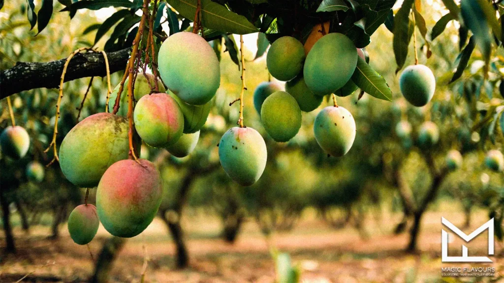 ripe fruit on tree 