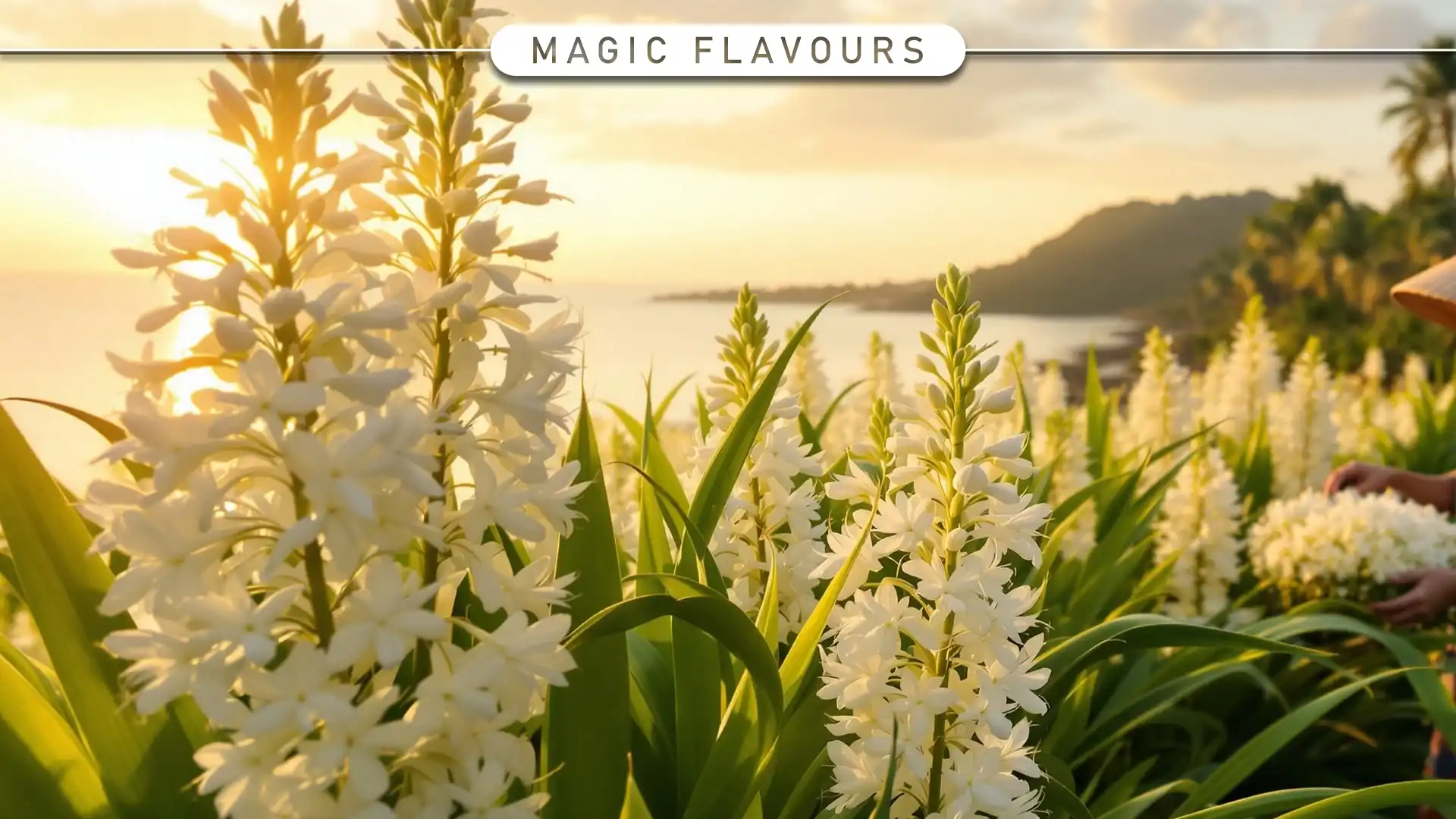 What is Kewra Essence? The Complete Guide
