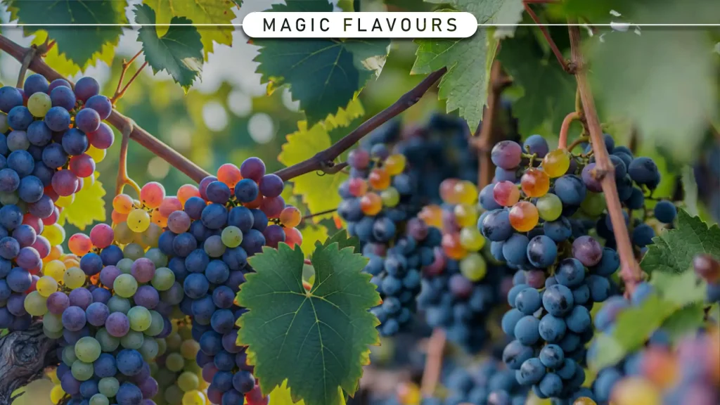 لماذا تظل نكهة العنب خيارًا أوليًا في الصياغة الحديثة