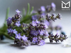 lavender flower 