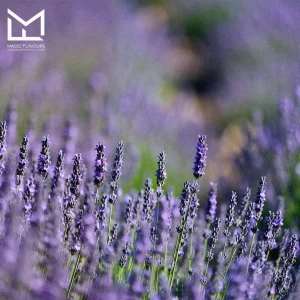 lavender garden 