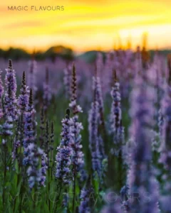 A look at lavender’s journey from medicine and perfumery to food and beverage innovation