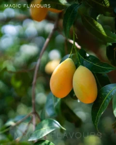 mango fruit on the tree