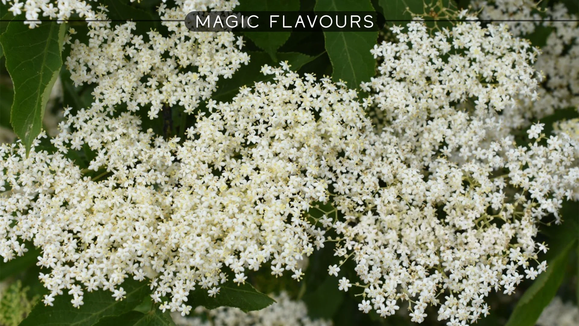 Elderflower Flavor: From Delicate Taste to Deep Tradition