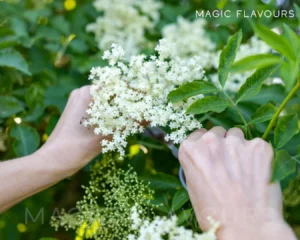 Storage Tips for Fresh and Dried Blossoms