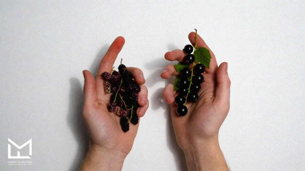 blackcurrants in hand 