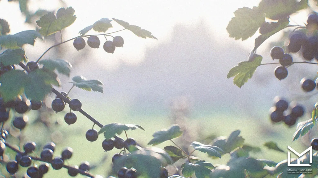 blackcurrants on tree 